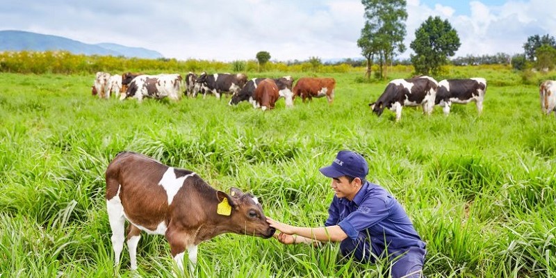 Ba Vì nổi tiếng với các trang trại bò sữa rộng lớn