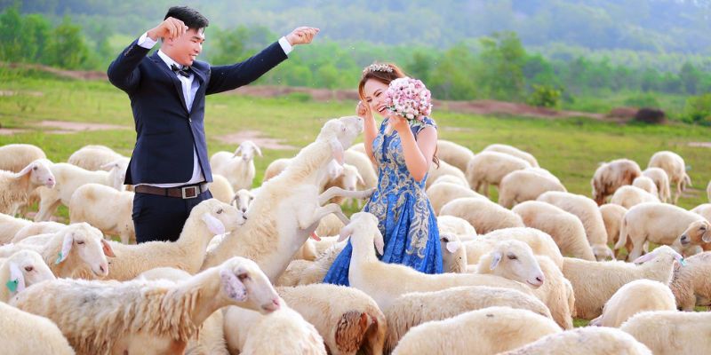 Đồng cừu Suối Nghệ là điểm chụp ảnh nổi tiếng